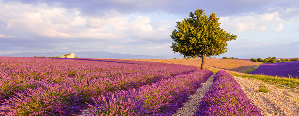 Fleurs de Prairie Vineyards